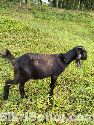 রান সাগল